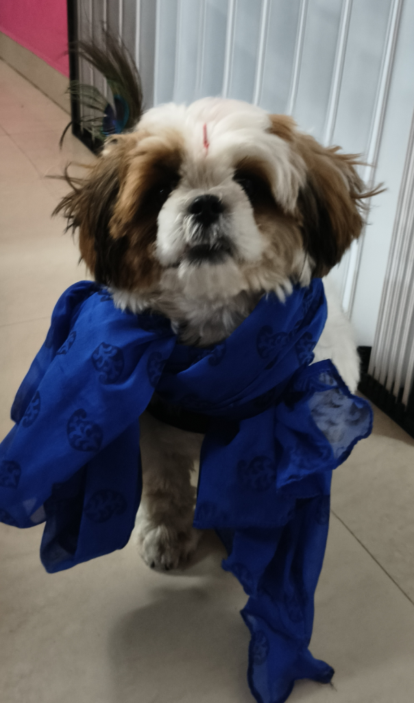 Dodo in a blue scarf